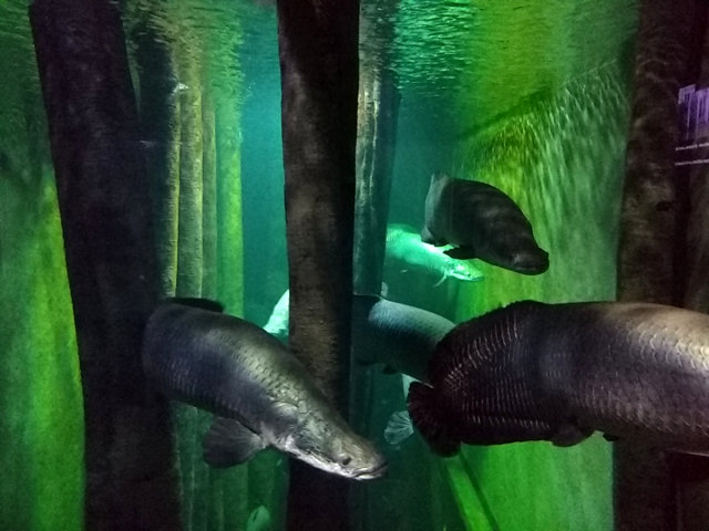 Zaragoza - Acuario2
